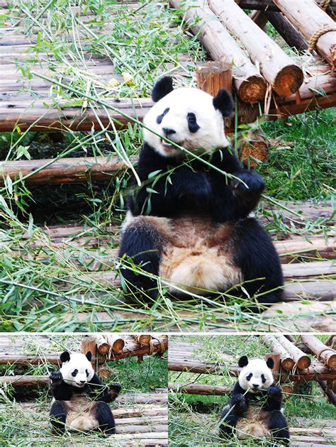 Sichuan Panda Sanctuaries | China & Asia Cultural Travel