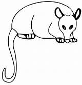 Virginia Opossum Coloring Page  Free Printable Pages For Kids sketch template