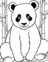 30 Panda Coloring Pages Cute Free Sheets sketch template