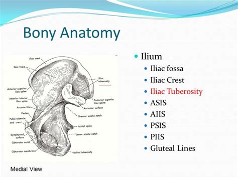 Tubercle Of The Iliac Crest