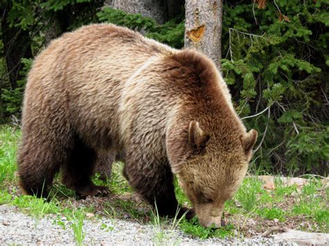 Grizzly bear – Bear Conservation