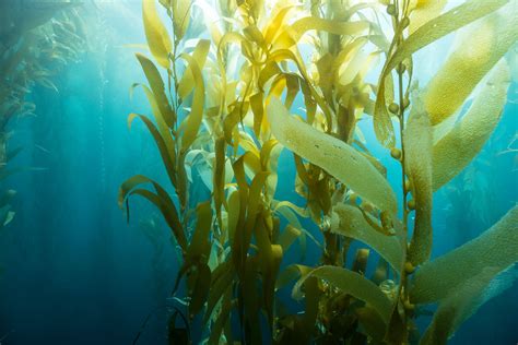 Could Seaweed Farming Help Restore Our Oceans?