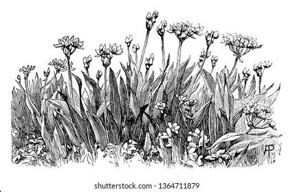 This Picture Showing Allium Moly Flower Stock Vector (Royalty Free) 1364711879 | Shutterstock