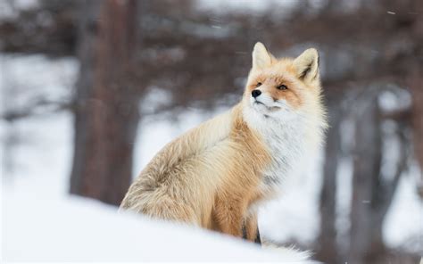 1920x1200 Fox In Snow 5k 1080P Resolution ,HD 4k Wallpapers,Images,Backgrounds,Photos and Pictures