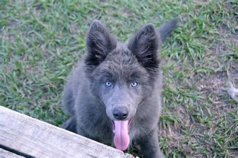 Incredible Blue Bay Shepherd Puppies For Sale Uk Ideas - Bestn