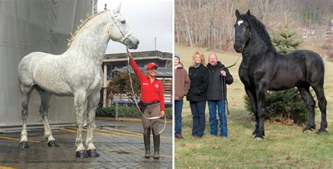 11 Interesting Facts About the Percheron Horse Breed