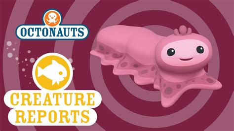 Octonauts: Creature Report - Snot Sea Cucumber - YouTube