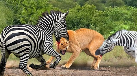 When Prey Fight Back! Zebra Goes Crazy Kicks To Lion's Head To Death, It's Horrible! - YouTube