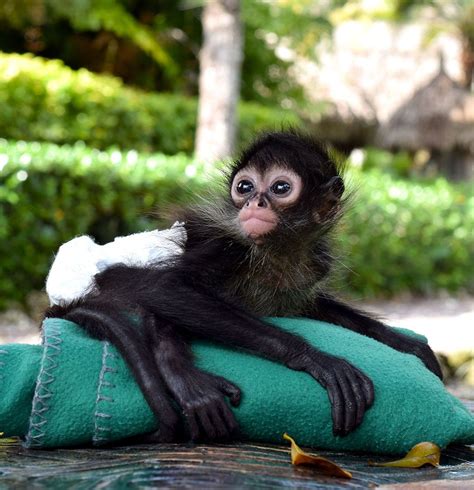 spider monkey for sale uk - Amira Bratcher