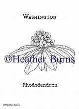 State Flower Coloring Book Washington Rhododendron sketch template