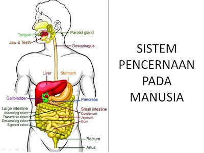 Sistem Pencernaan Pada Manusia - WAWASANPENDIDIKAN