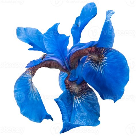 Bright blue Iris in garden landscape photo. Nature scenery photography ...