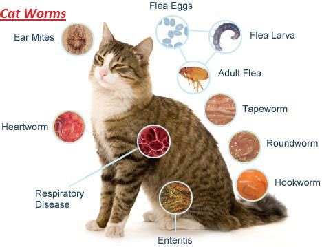 Worms in Cats: Everything You Need to Know : Types, signs,Diagnosis and ...