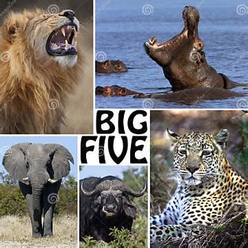 African Safari Montage - the Big Five - Botswana Stock Photo - Image of tourism, roar: 22601666