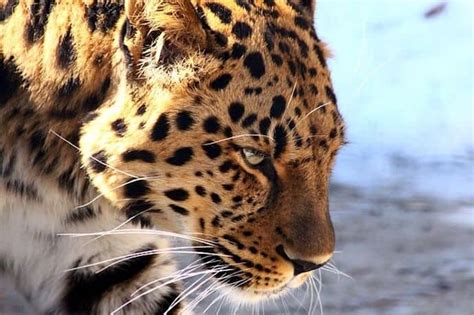 40 Fascinating Facts About the Amur Leopard