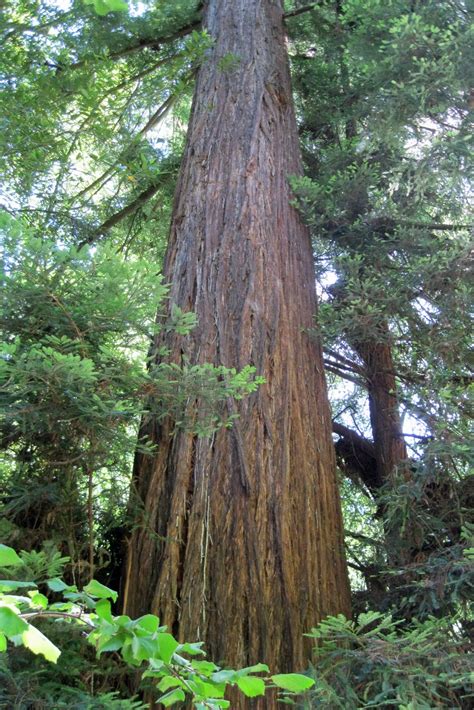 Live, Love, and Laugh: Giant Redwoods