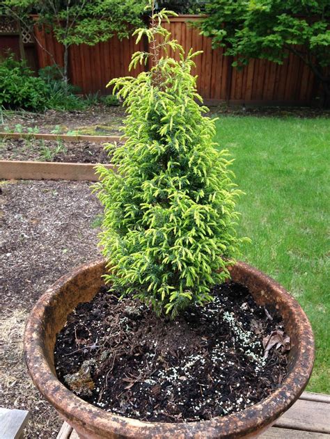 Dwarf Conifers | Miniature Gardening Conifers Garden, Season Plants ...