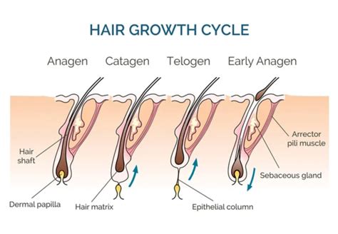 Hair Growth Cycle: 4 Stages Explained - Harley Street HTC