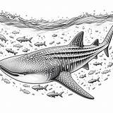 Realistic Whale Shark Coloring Page  4 Free Printable Pages sketch template