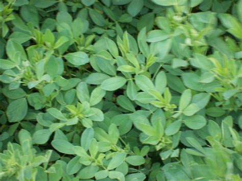 Alfalfa Seed 1LB – Happy Hunter Food Plot Services, LLC