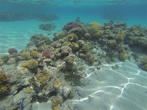 Free Images : sea, ocean, underwater, coral reef, habitat, maldives, scuba diving, shoal ...