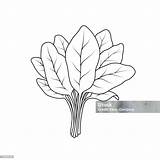 Vector Illustration Of Spinach Isolated On White Background Black And  sketch template