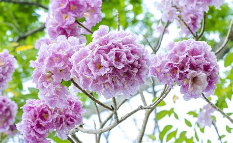 Tabébuia rose (Tabebuia rosea), un arbre aux fleurs spectaculaires