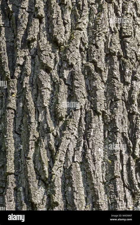 Juglans nigra, Eastern black walnut (tree bark Stock Photo - Alamy