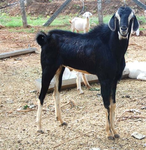 Goat Farming in Tamilnadu - ROYSFARM