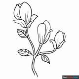 Magnolia Flowers Coloring Page  Easy Drawing Guides sketch template