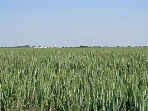 Wheatfield and distant turbines © John Sutton :: Geograph Britain and Ireland