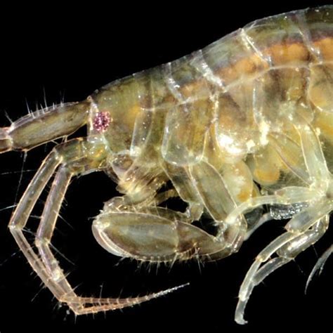 CRUSTACEA - Amphipoda