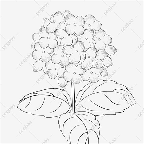Easy Flower Drawings, Line Art Drawings, Cool Drawings, Drawing Flowers, Black And White Flowers ...