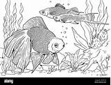 Ga Aquarium Coloring Pages sketch template