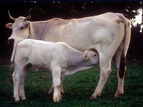Chianina cow | Animalia Enthusiasts | Country cow, Cow, Beef cattle