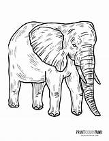 6 Realistic elephant coloring Pages To Print At PrintColorFuncom sketch template
