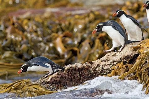 Snares penguin | Flightless Bird, Marine Species, Endemic to New ...