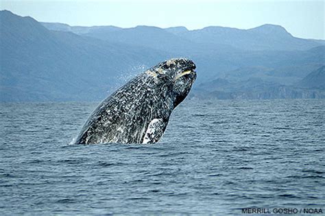 Gray Whales at Point Reyes - Point Reyes National Seashore (U.S ...