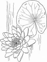 Water lily coloring Pages Download And Print sketch template