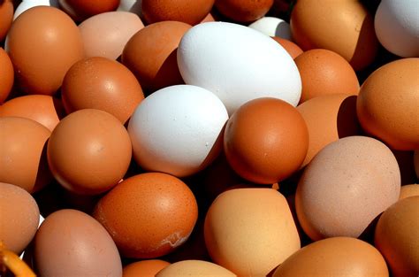 Difference Between Brown Eggs and White Eggs - Pediaa.Com