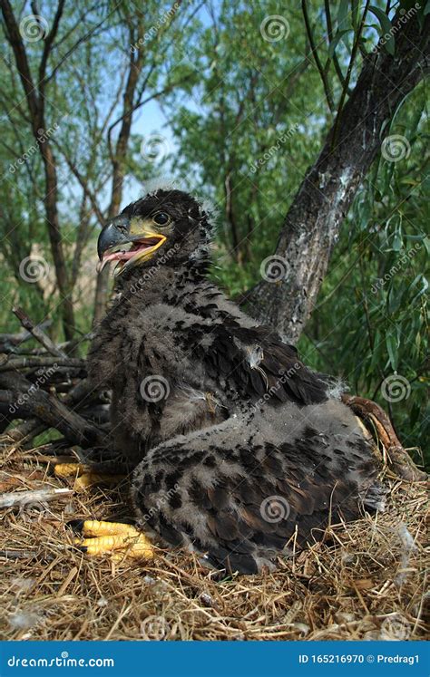 Young White-tailed Eagle Chicks in the Nest Stock Photo - Image of zoology, nest: 165216970