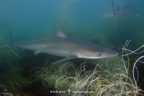 Tope Shark - Galeorhinus galeus