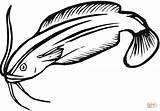 Catfish 18 coloring Page  Free Printable Coloring Pages sketch template