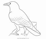 Raven Bird 2 Coloring Page For Kids  Free Crows Printable sketch template