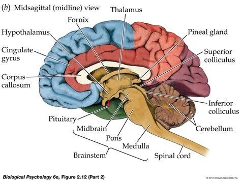 Unit 3 All About the Brain - AP Psychology