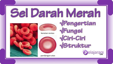 Sel Darah Merah (Eritrosit) - Pengertian, Fungsi, Ciri-Ciri dan ...