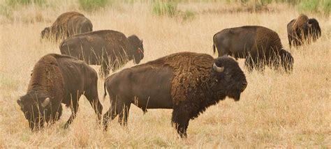 Panhandle Plains Wildlife Trail — Texas Parks & Wildlife Department