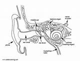 Ear Diagram Coloring Page sketch template