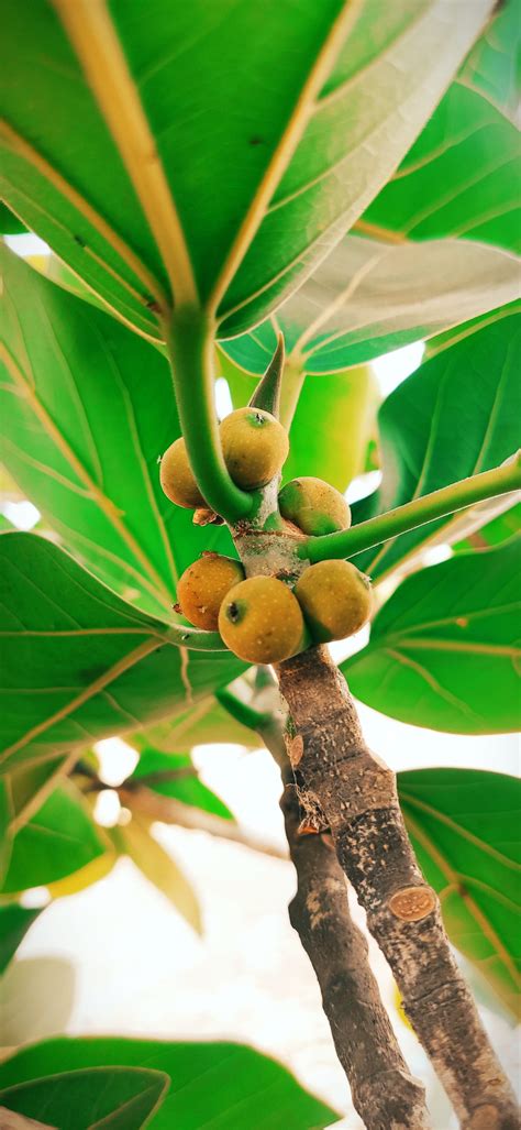 Banyan tree fruit - PixaHive