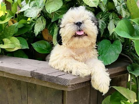 Maltese Shih Tzu Poodle (2022) I 13 Things Dog Owners need to Know I ...